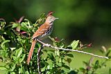 Brown Thrasherborder=